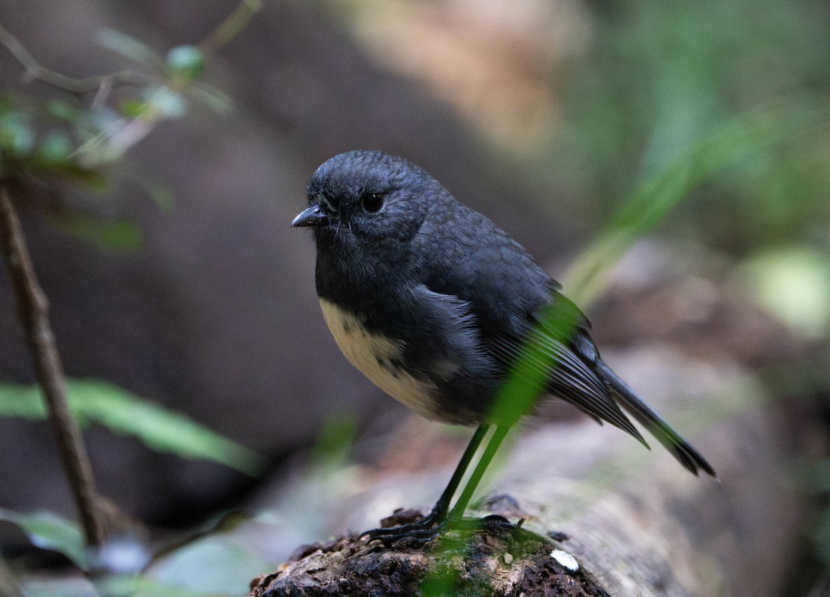 South Island Robin - ML632085243