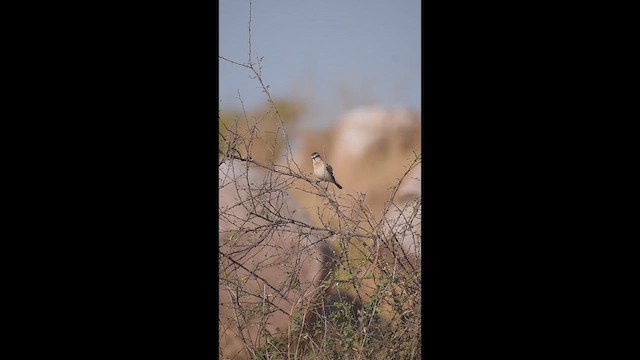 シベリアノビタキ - ML632085245