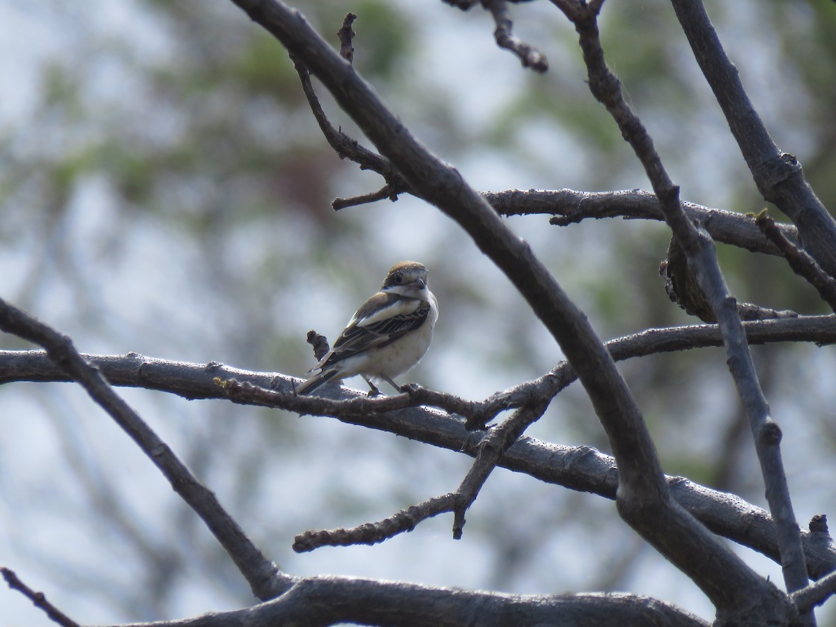 Woodchat Shrike - ML632085283