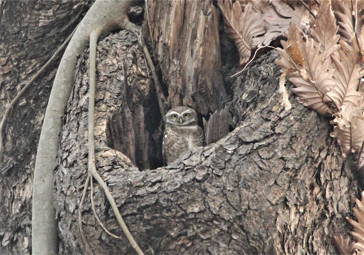 Spotted Owlet - ML632085304