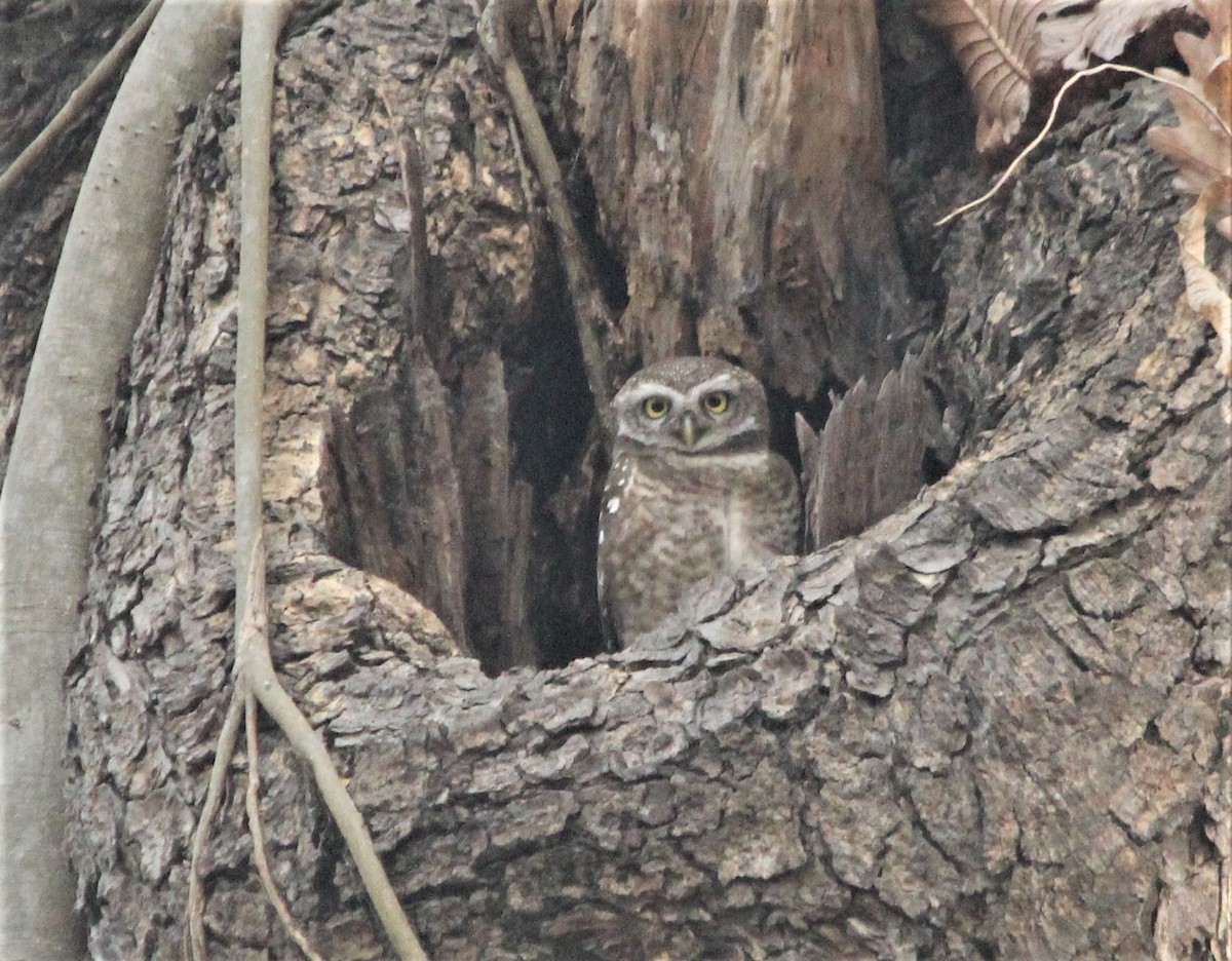 Spotted Owlet - ML632085314