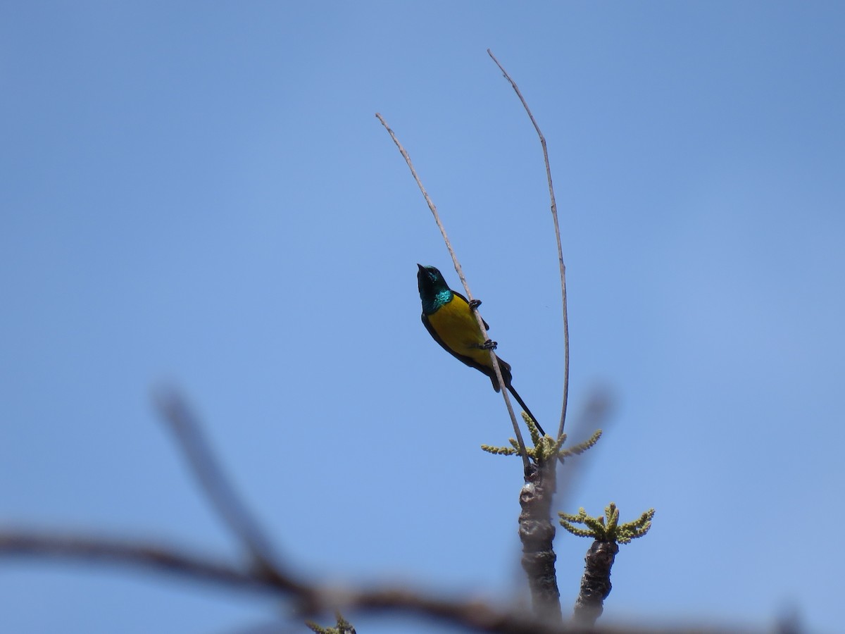 Pygmy Sunbird - ML632085329
