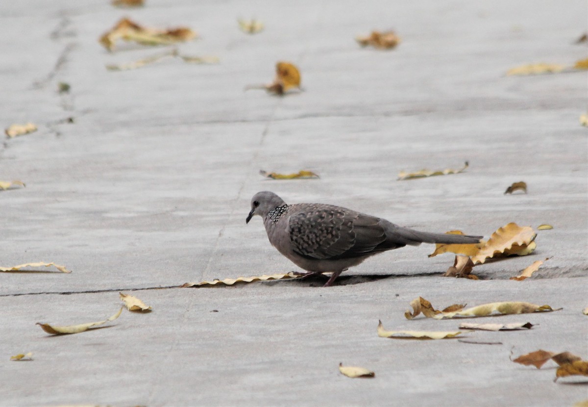 Spotted Dove - ML632085330