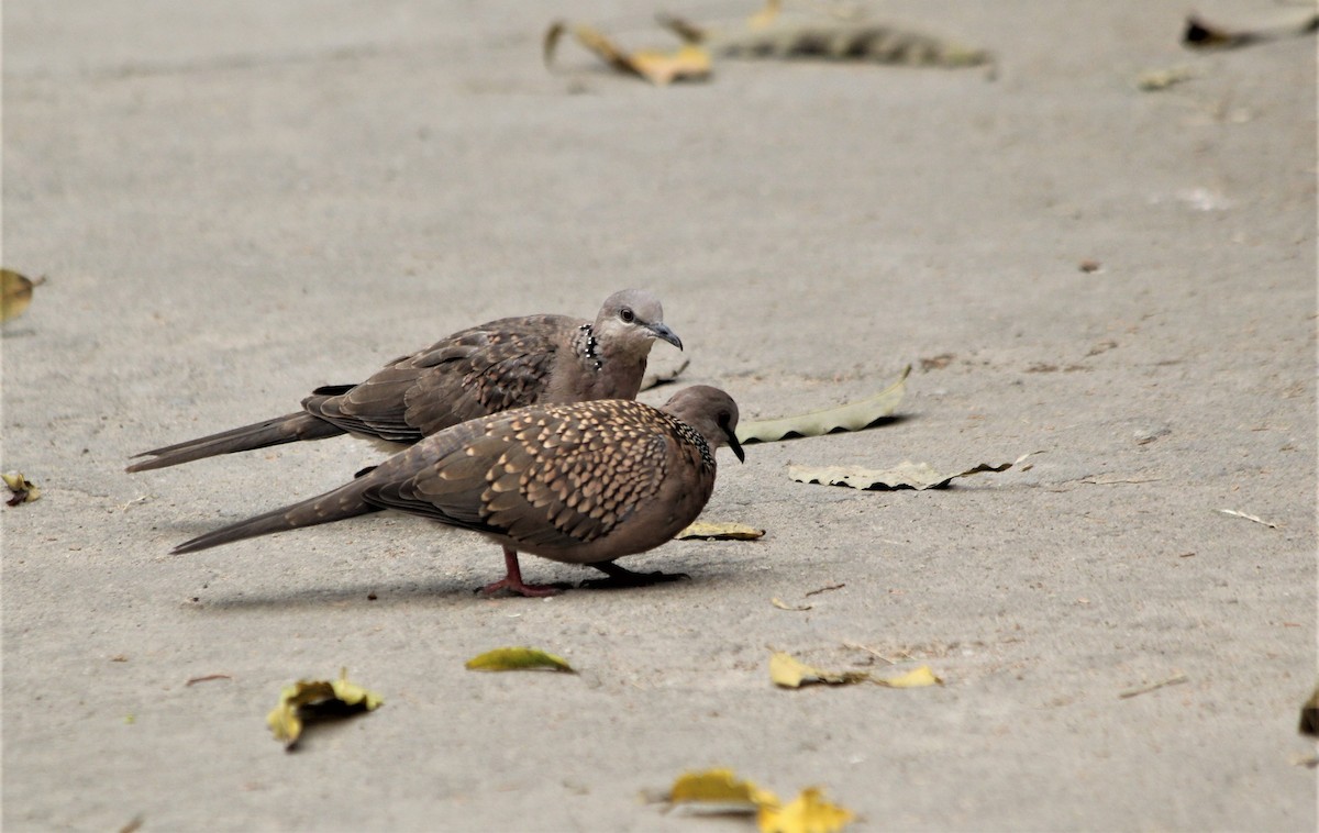 Spotted Dove - ML632085358