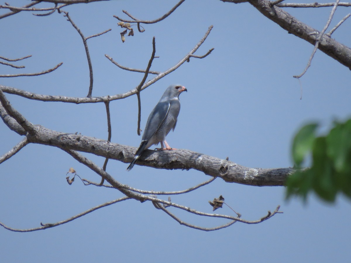 Lizard Buzzard - ML632085364
