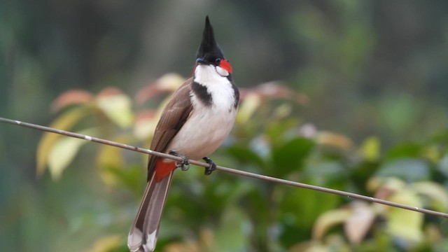 Red-whiskered Bulbul - ML632085382