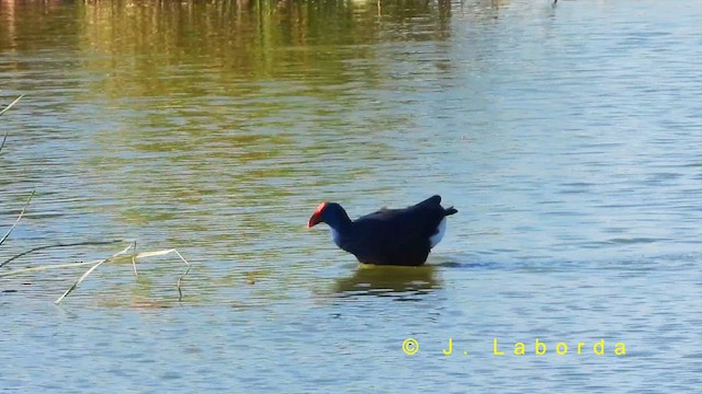 セイケイ - ML632085427