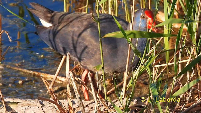 セイケイ - ML632085432