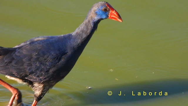 セイケイ - ML632085433