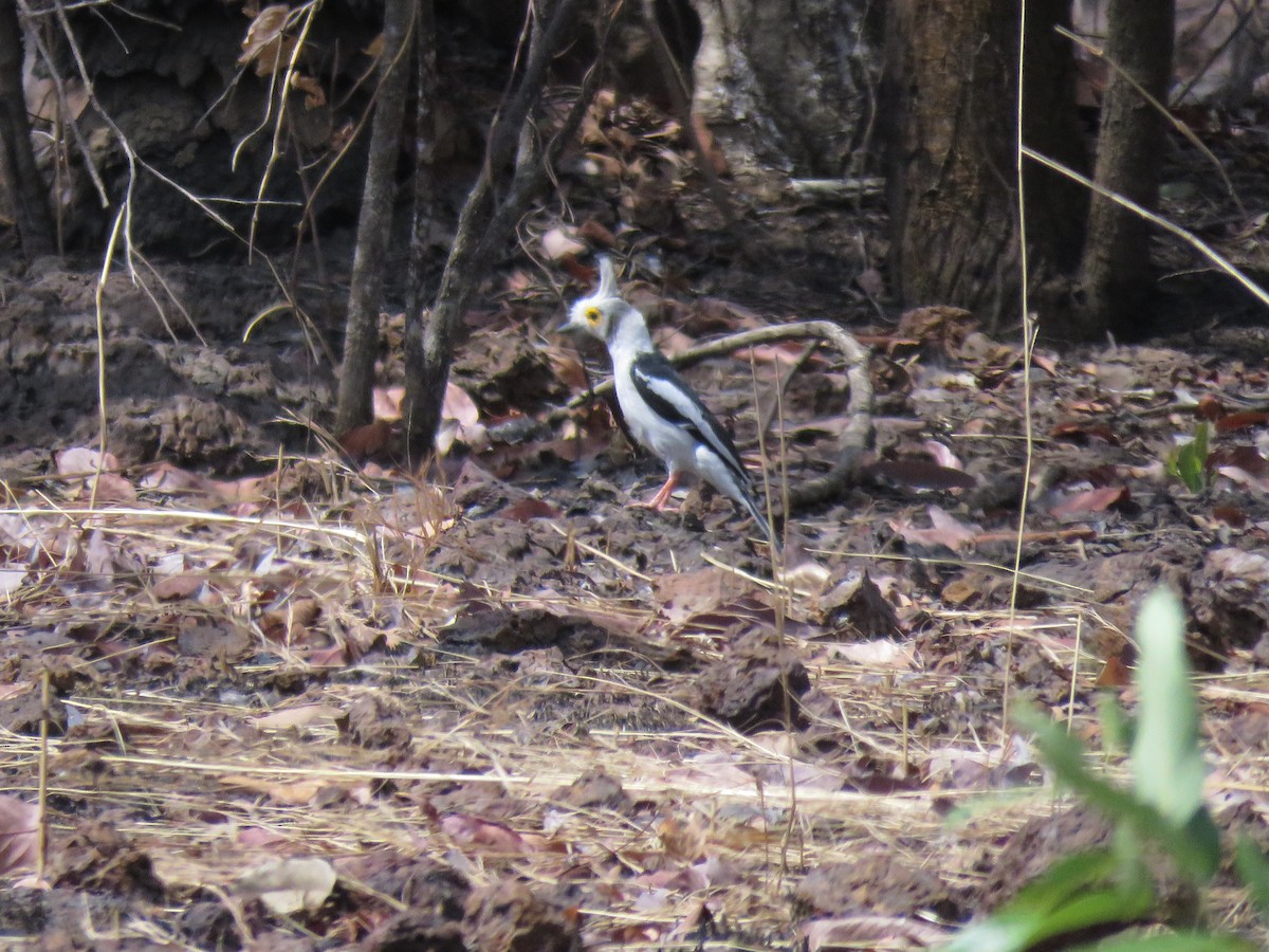 White-crested Helmetshrike - ML632085436