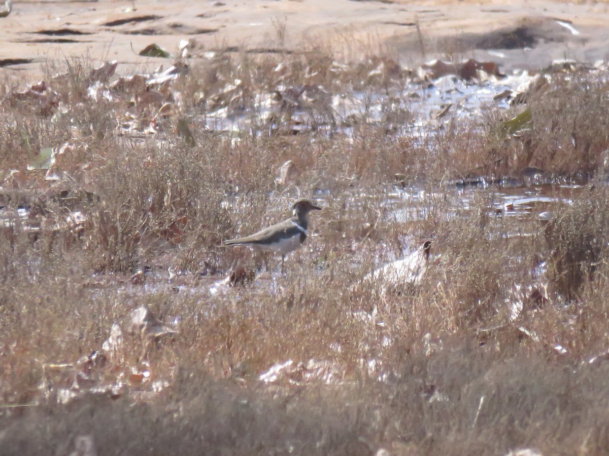 Forbes's Plover - ML632085478