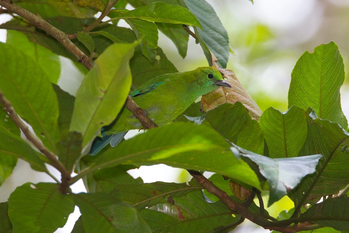 Blue-winged Leafbird - ML632085546