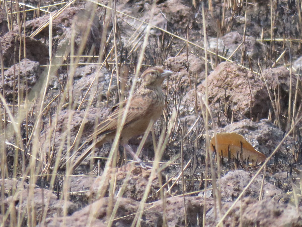 Highland Lark - ML632085641