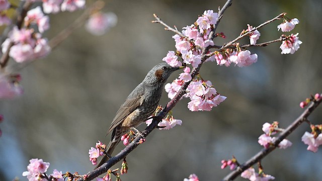 Brown-eared Bulbul - ML632085725