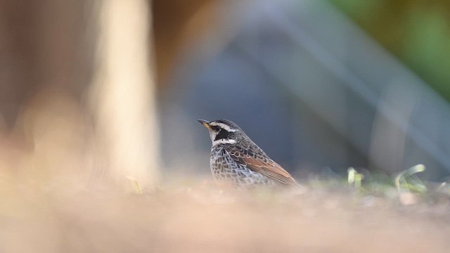 斑點鶇 - ML632085744