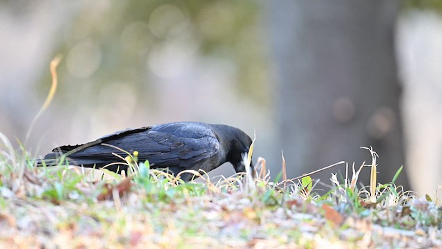 Large-billed Crow - ML632085754