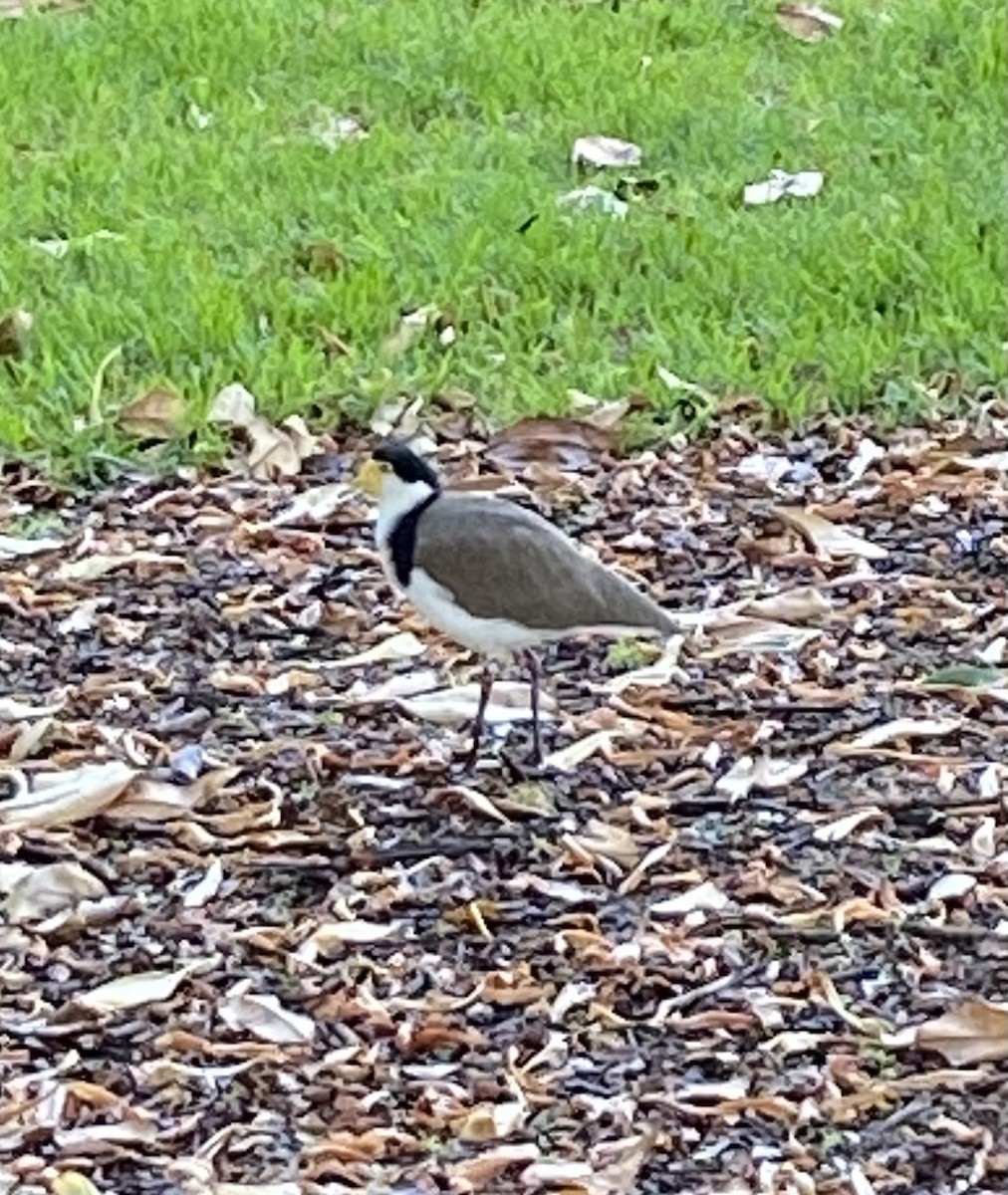 Masked Lapwing - ML632085768