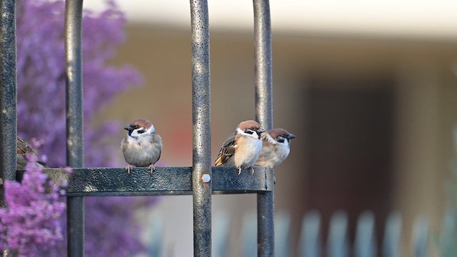 Eurasian Tree Sparrow - ML632085769