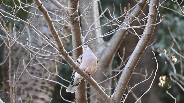 Oriental Turtle-Dove - ML632085778