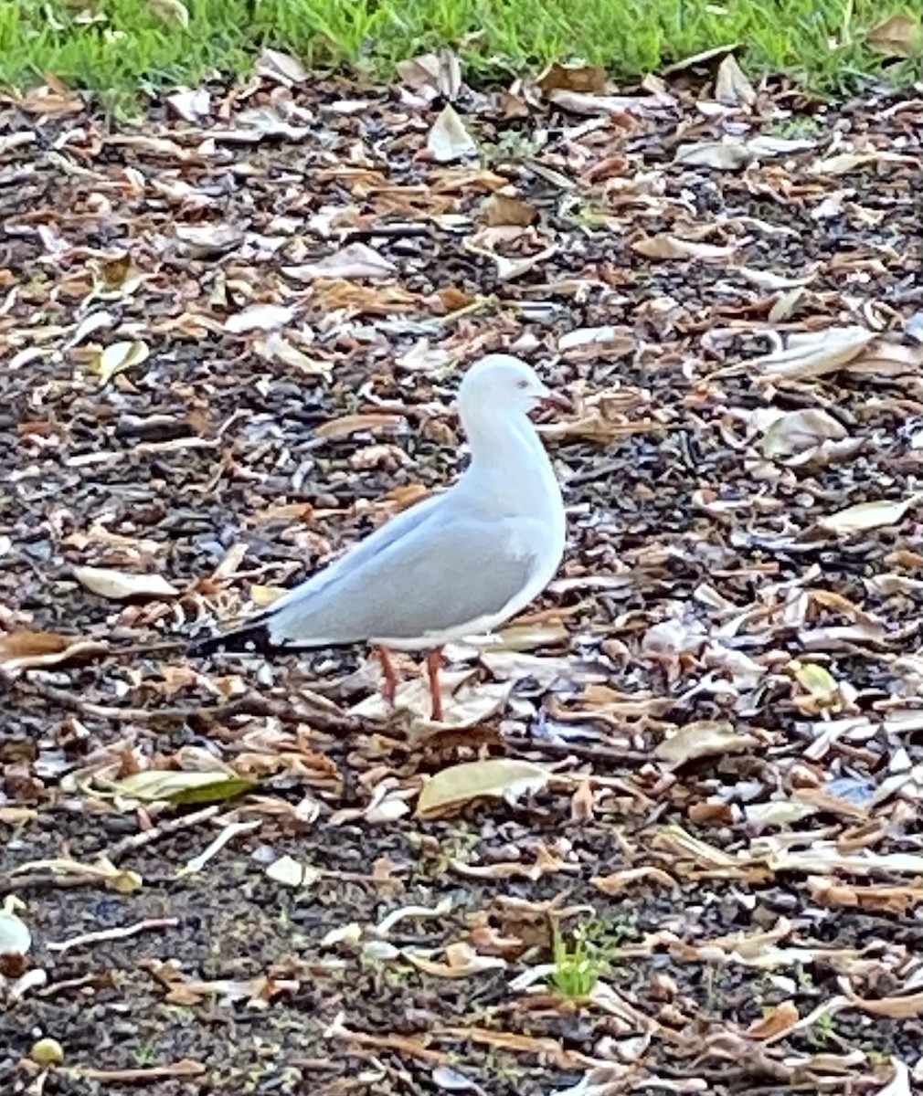 Silver Gull - ML632085780