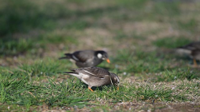 White-cheeked Starling - ML632085784
