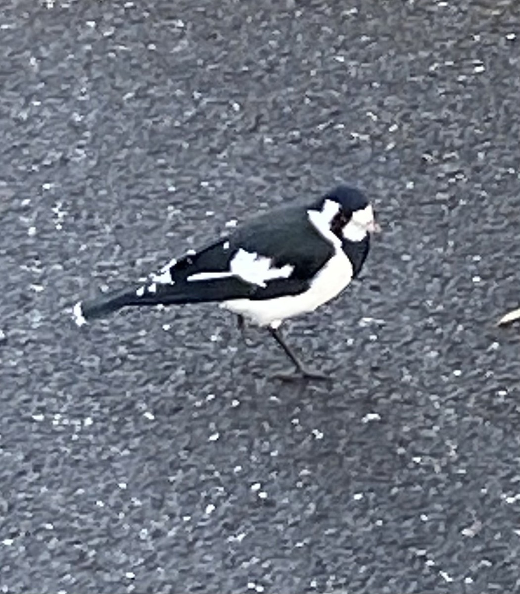 Magpie-lark - ML632085812