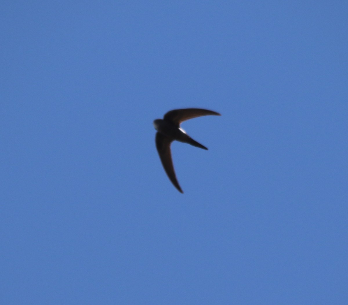 Pacific Swift - ML632085815