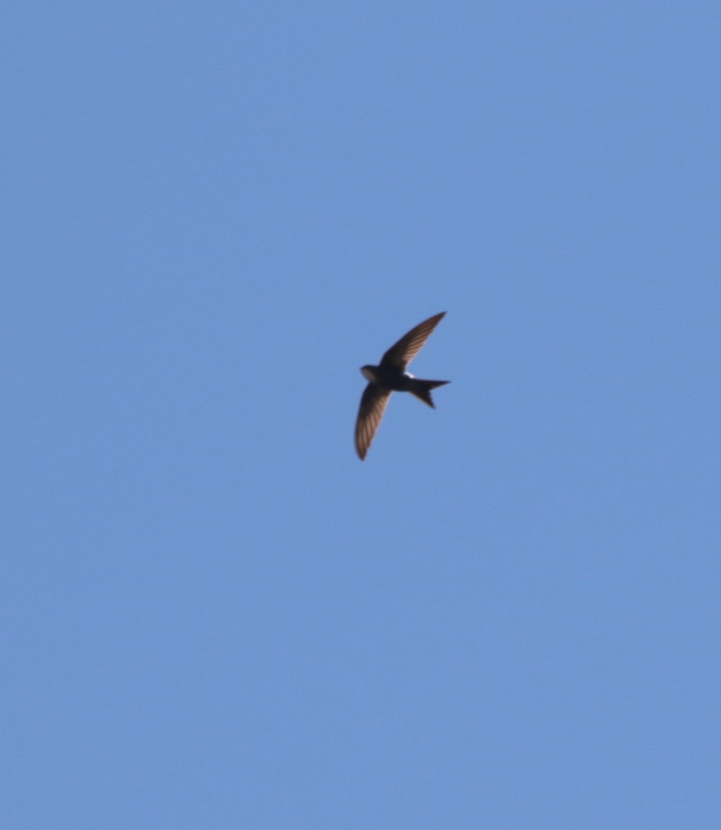 Pacific Swift - ML632085820