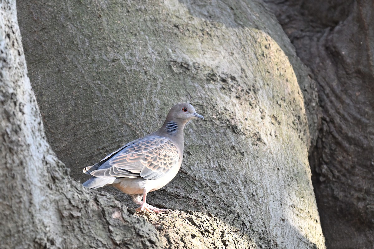 Oriental Turtle-Dove - ML632085892