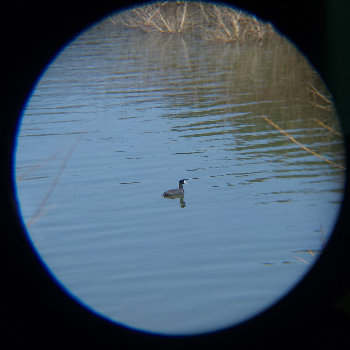 Eurasian Coot - ML632086083
