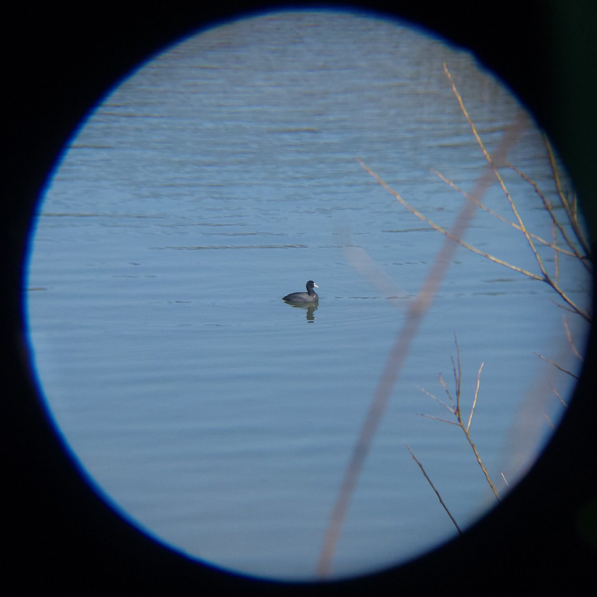 Eurasian Coot - ML632086085