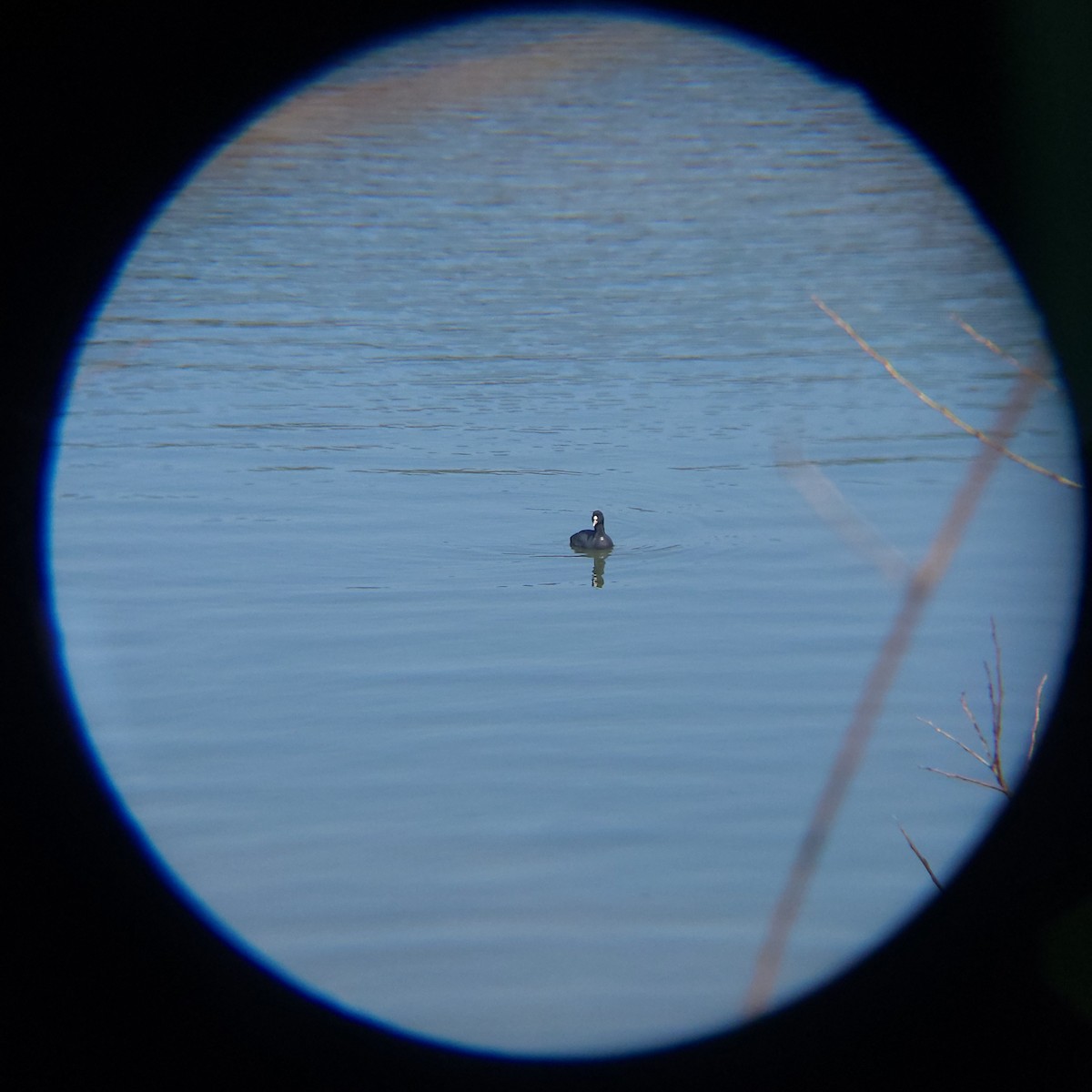 Eurasian Coot - ML632086086