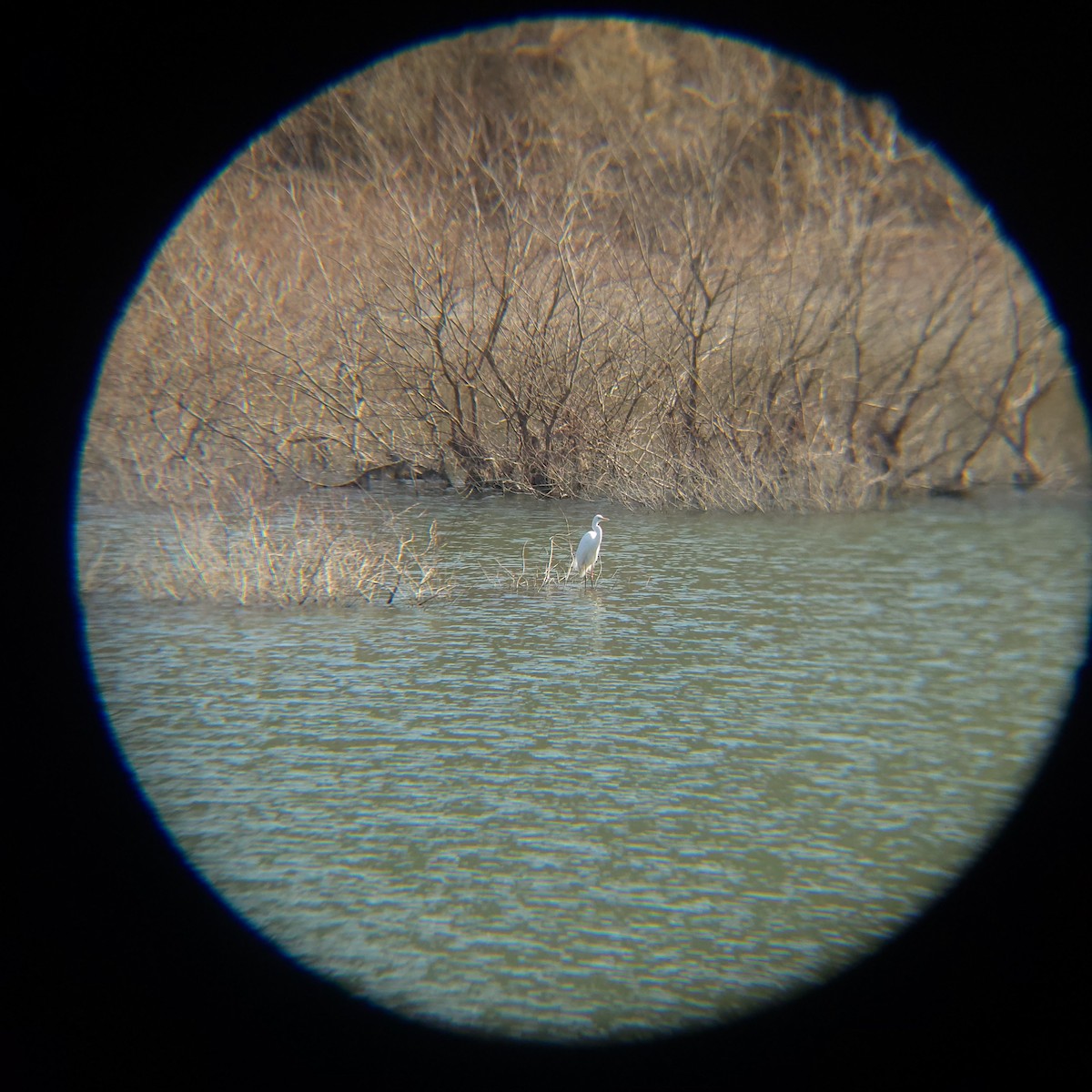 Great Egret - ML632086088
