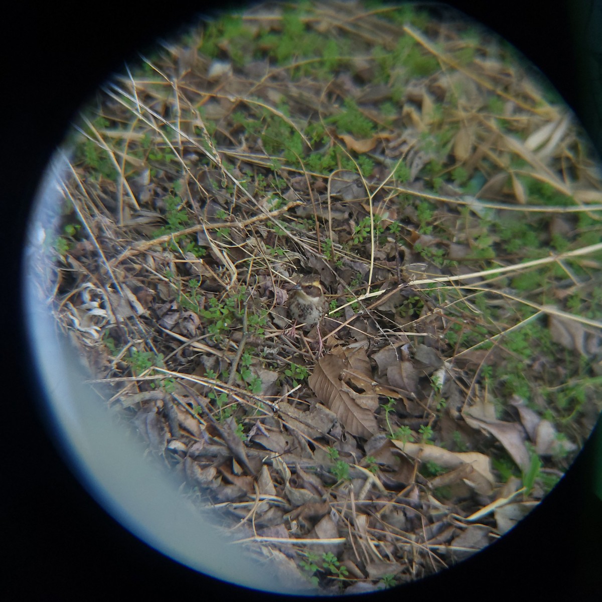 Yellow-throated Bunting - ML632086097