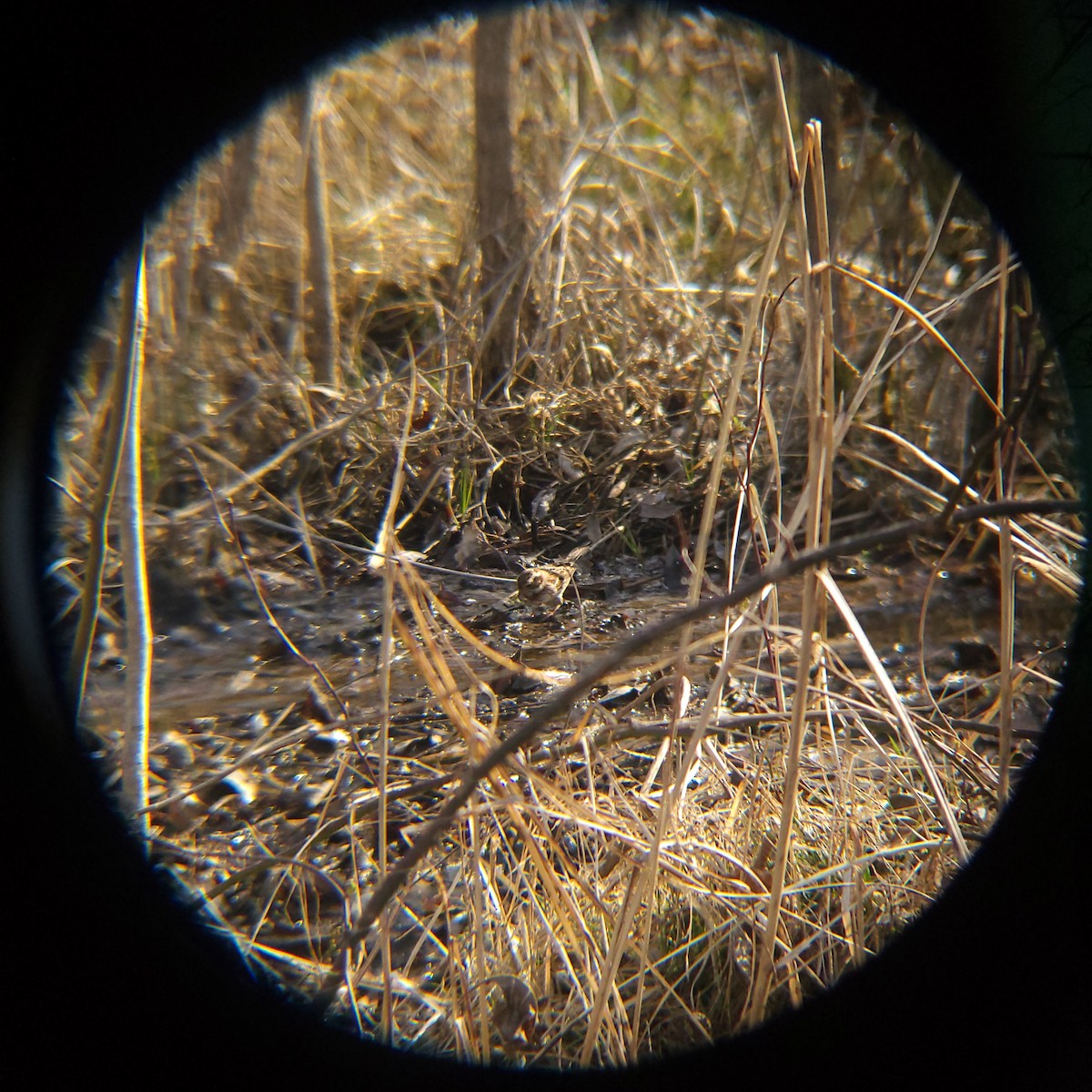 Yellow-throated Bunting - ML632086099