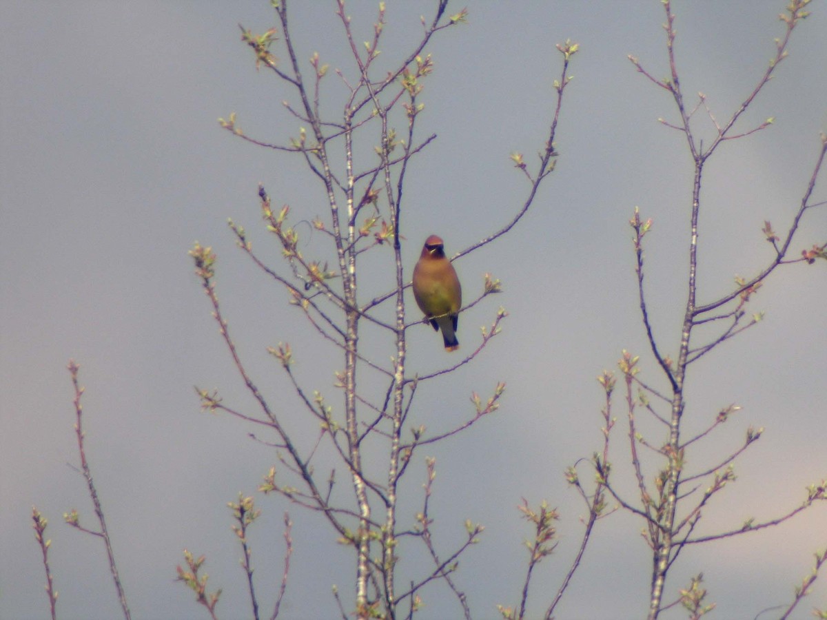 Cedar Waxwing - ML632086334