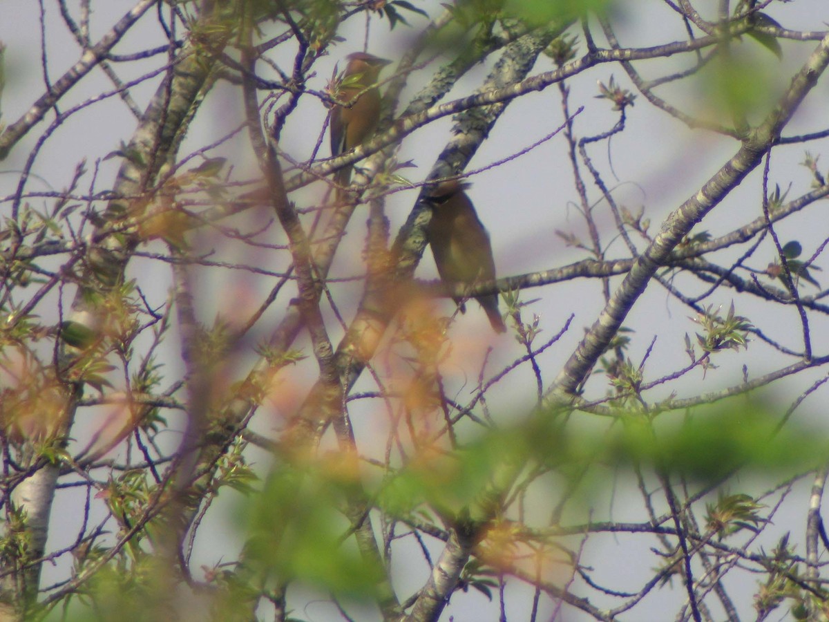 Cedar Waxwing - ML632086336