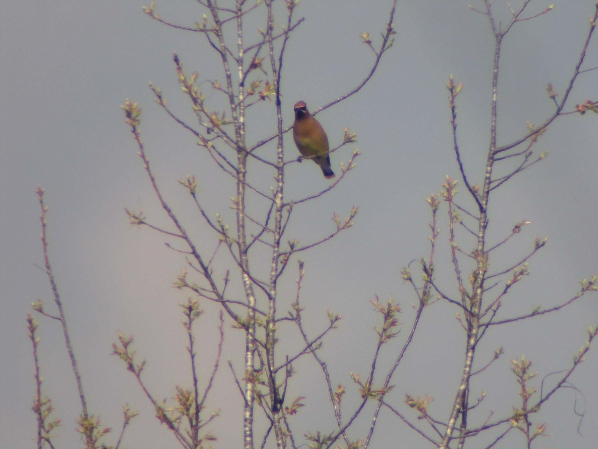 Cedar Waxwing - ML632086337