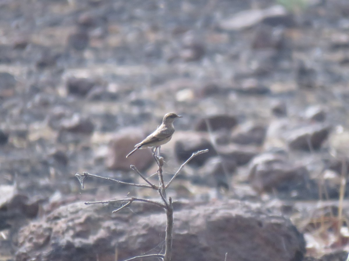 Heuglin's Wheatear - ML632086450