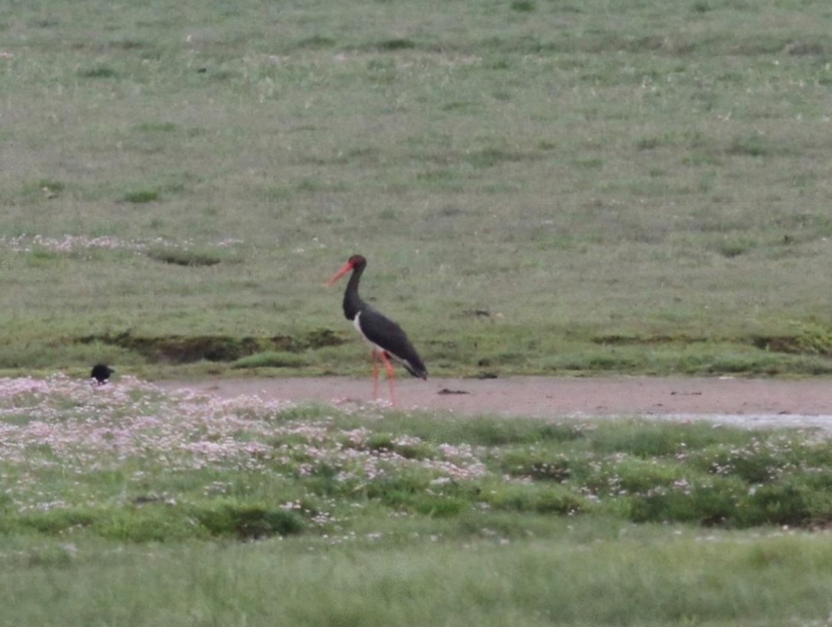 Black Stork - ML632086562