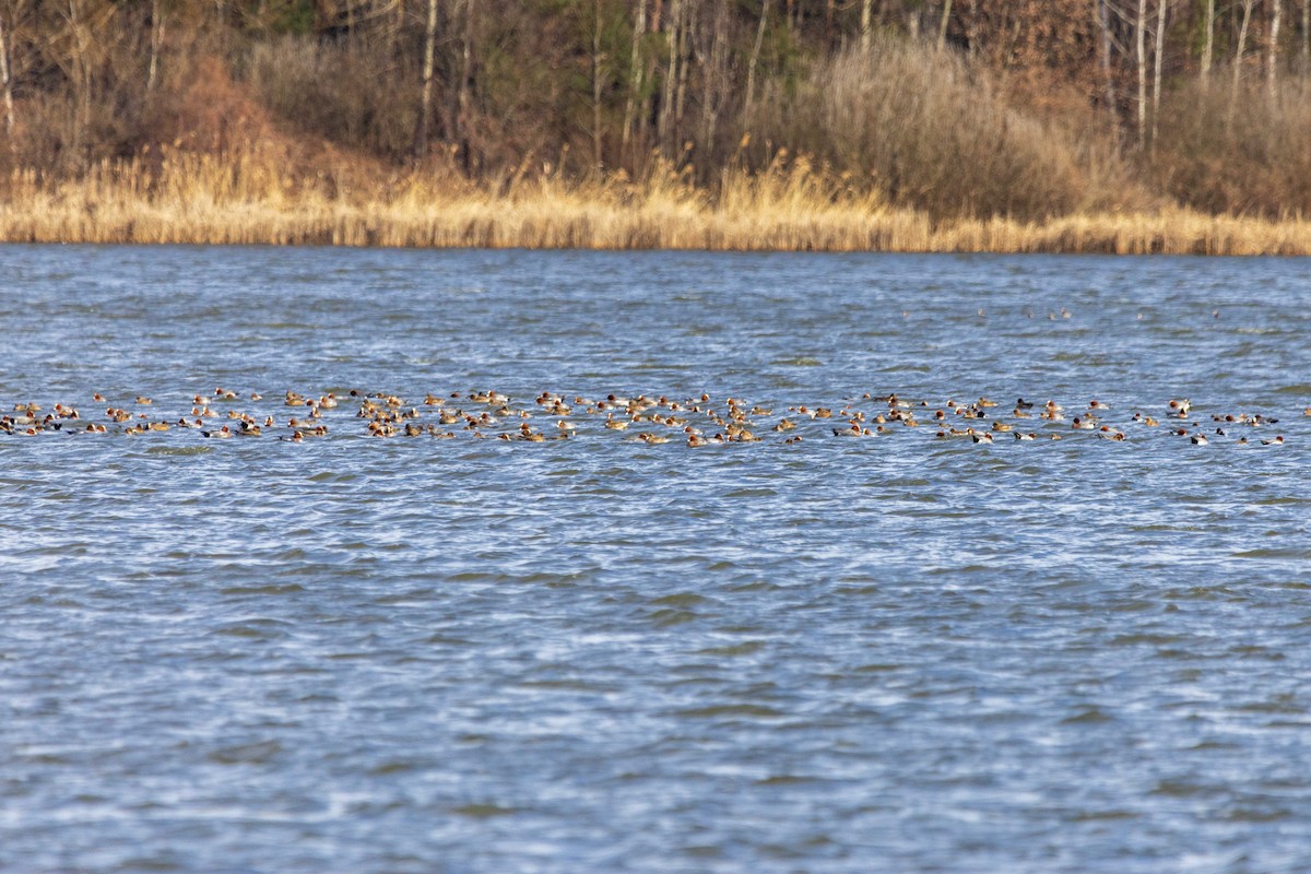 Eurasian Wigeon - ML632086590