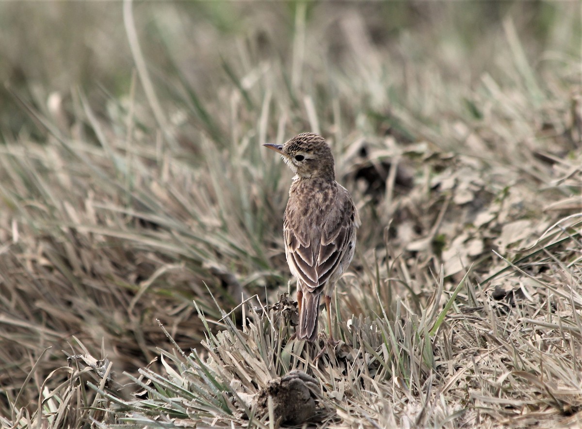 Pipit rousset - ML632086670