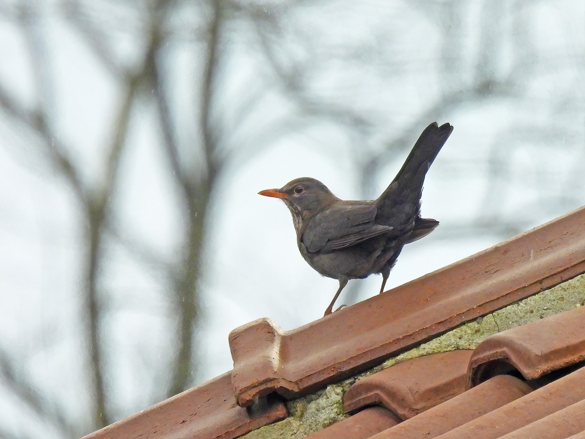 Eurasian Blackbird - ML632086704