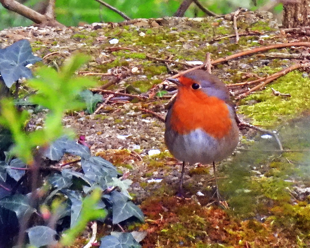 European Robin - ML632086711