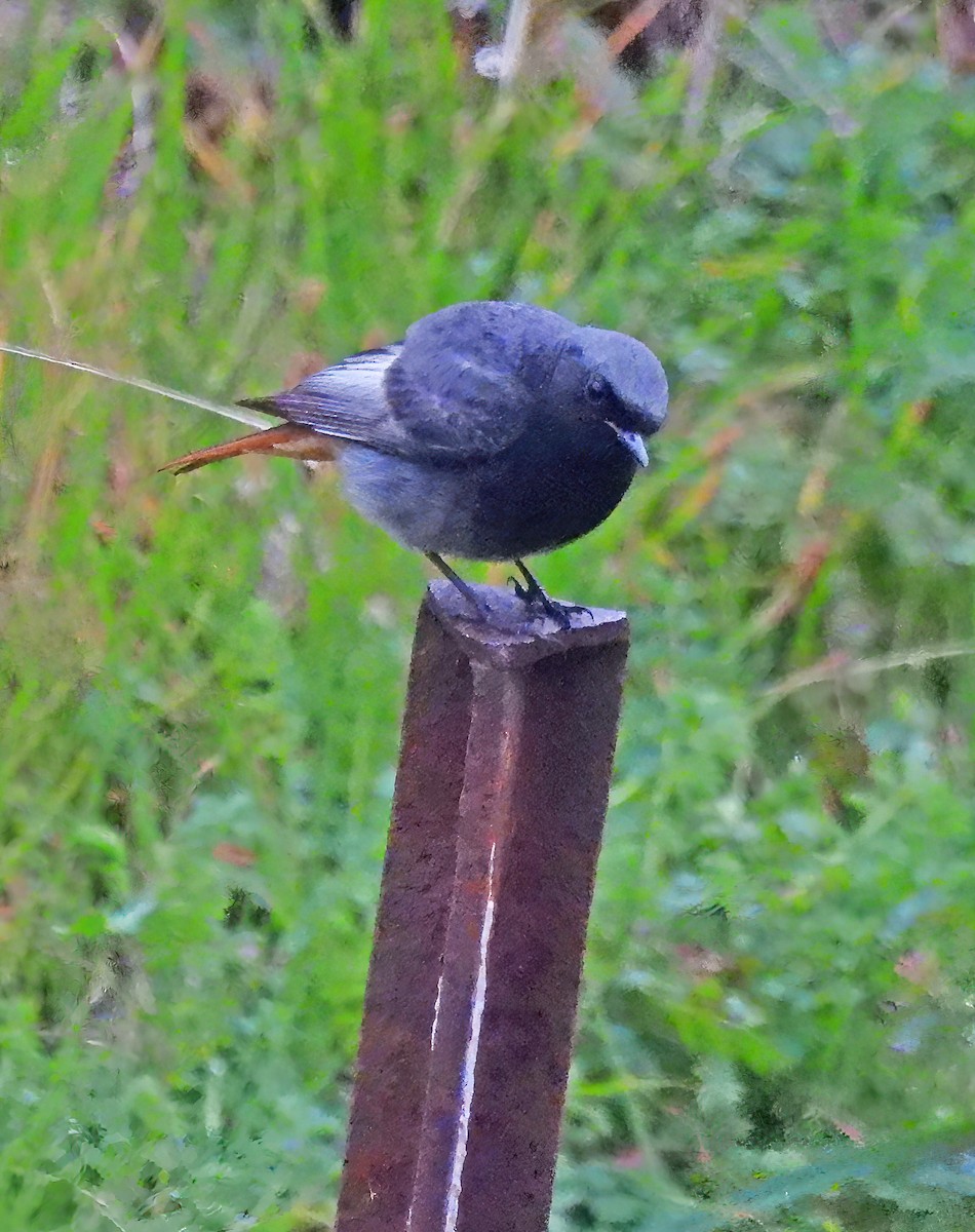 Black Redstart - ML632086724