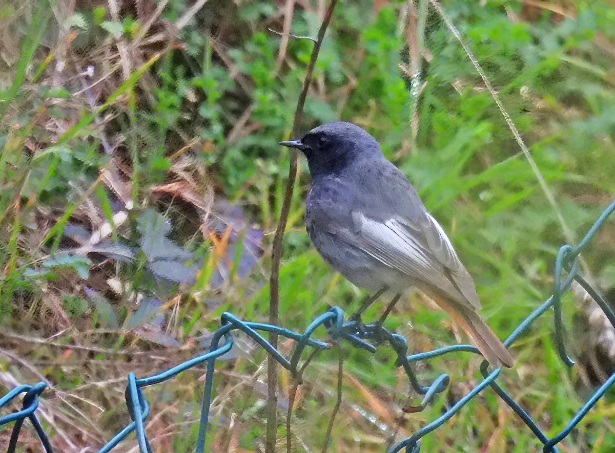Black Redstart - ML632086725