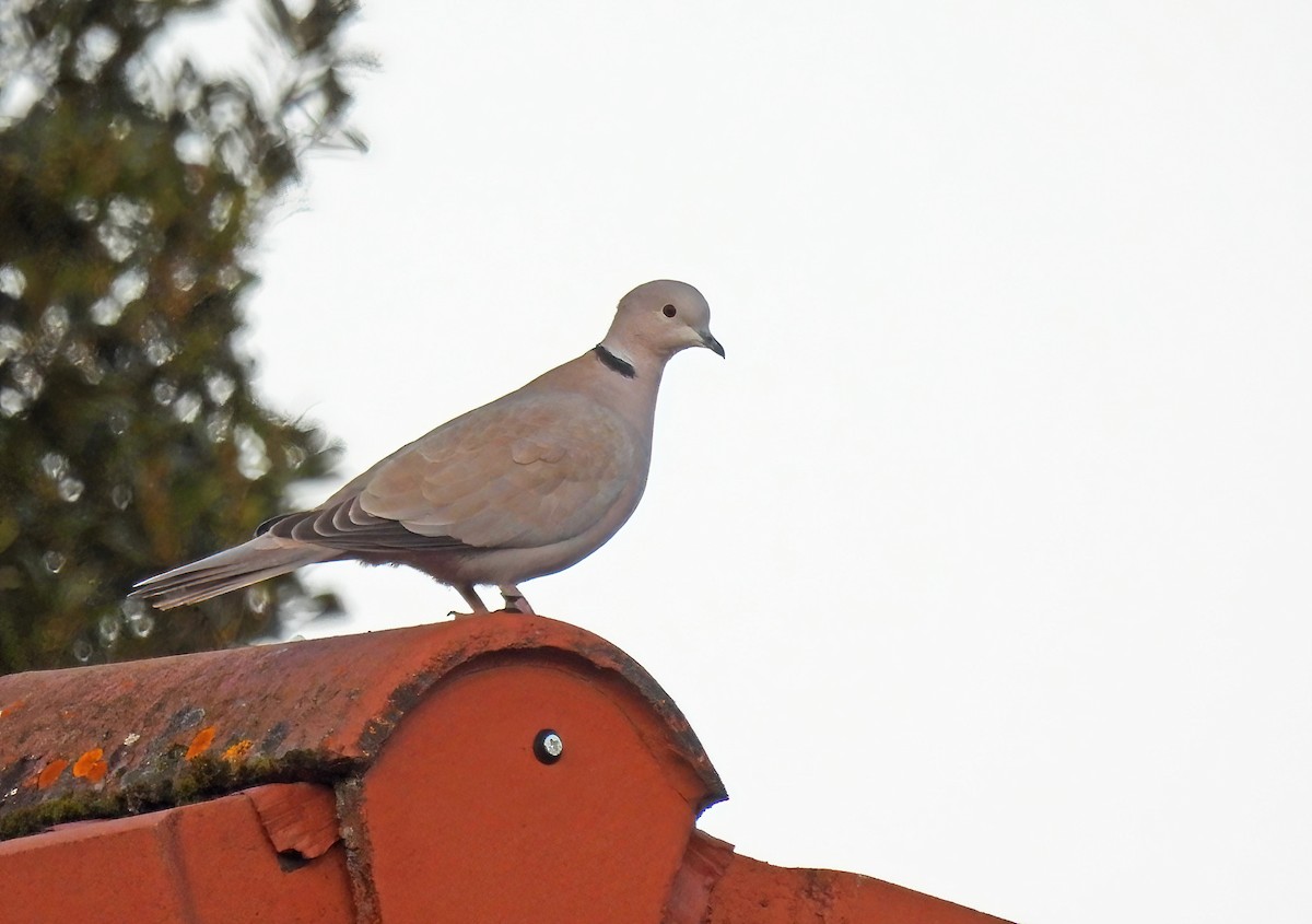 Eurasian Collared-Dove - ML632086727