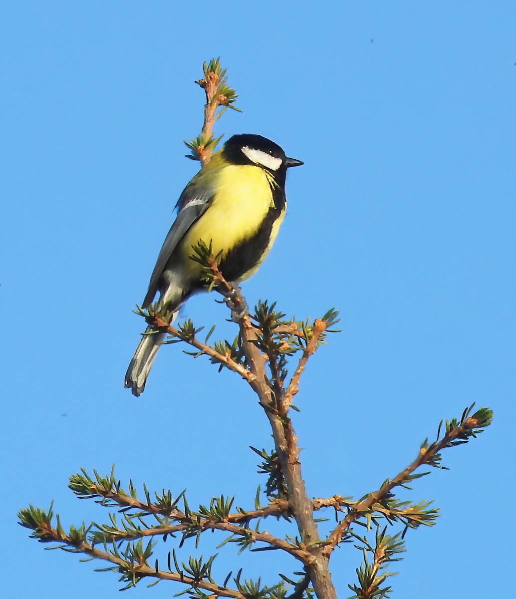 Great Tit - ML632086731