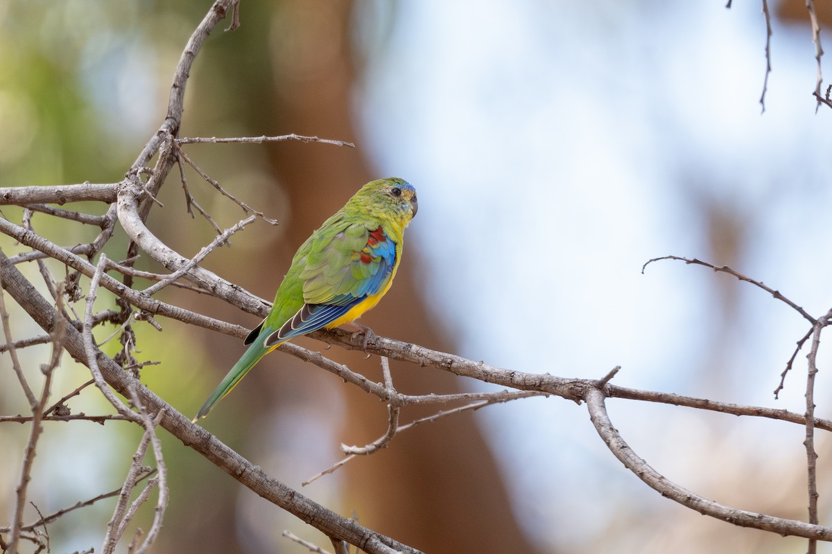 Turquoise Parrot - ML632086914