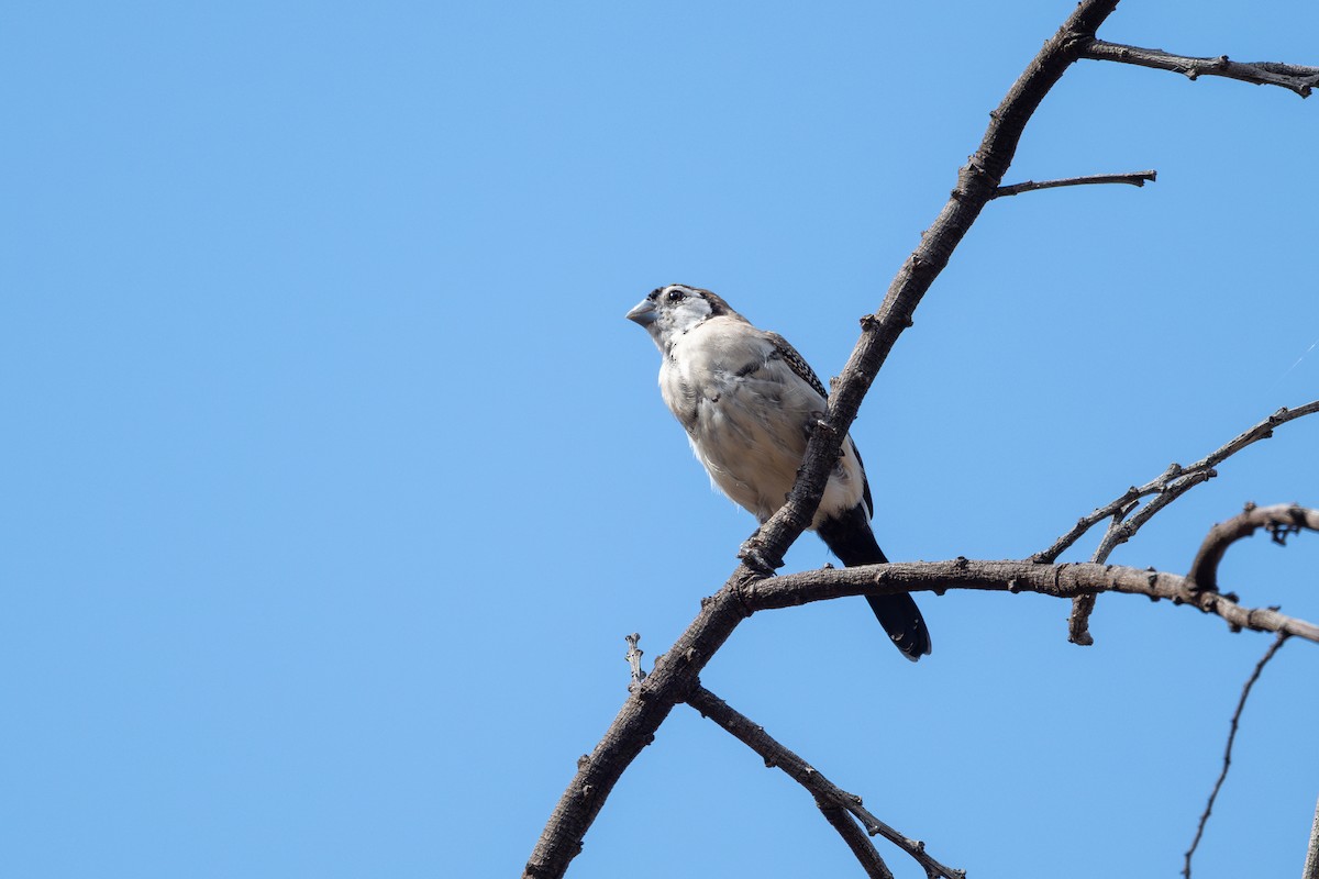 Double-barred Finch - ML632086919
